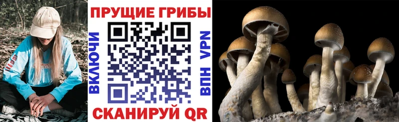 hydra как войти  купить  сайты  Светогорск  Галлюциногенные грибы Cubensis 